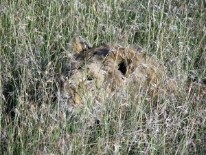 Lion In Massai Mara